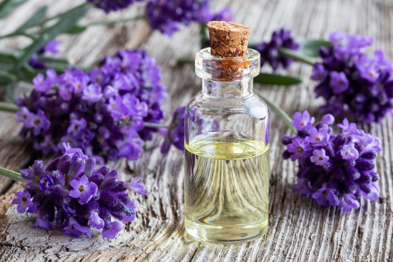 Levandule lékařská – aromatická léčivka, vhodná i na okrasu