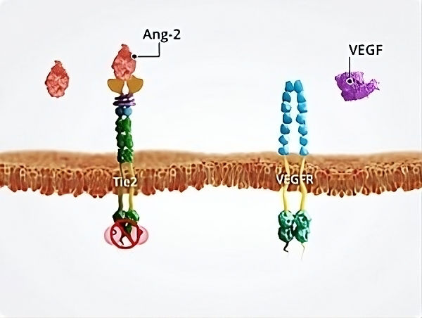Angiopoetinele-si-instabilitatea-vasculara.jpg