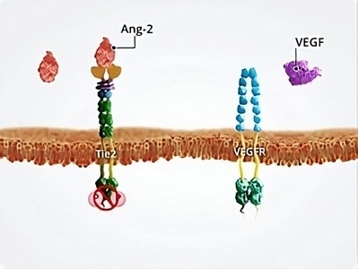 Angiopoetinele-si-instabilitatea-vasculara.jpg