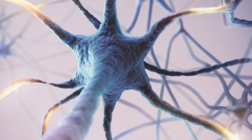 Neuroscience Brain Cell