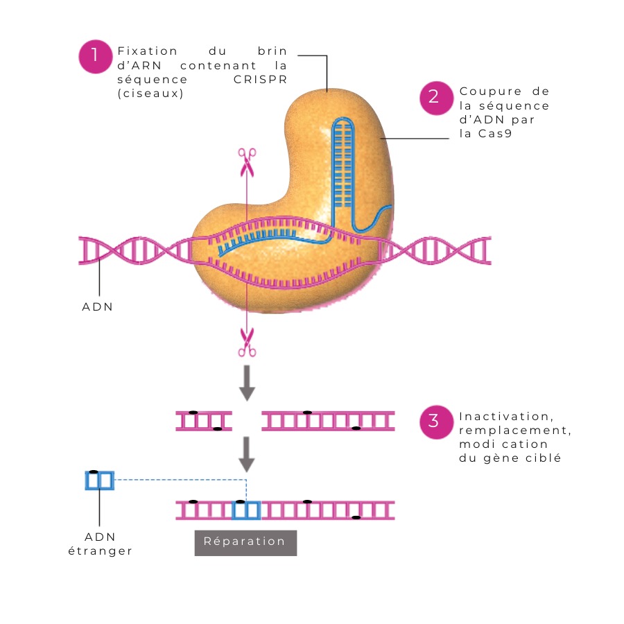 Schéma du mode d’emploi des “ciseaux moléculaires” CRISPR-Cas9