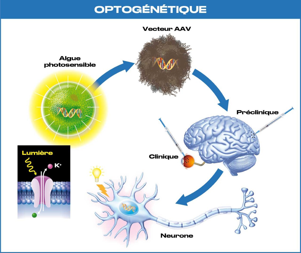 Schéma du processus d’optogénétique