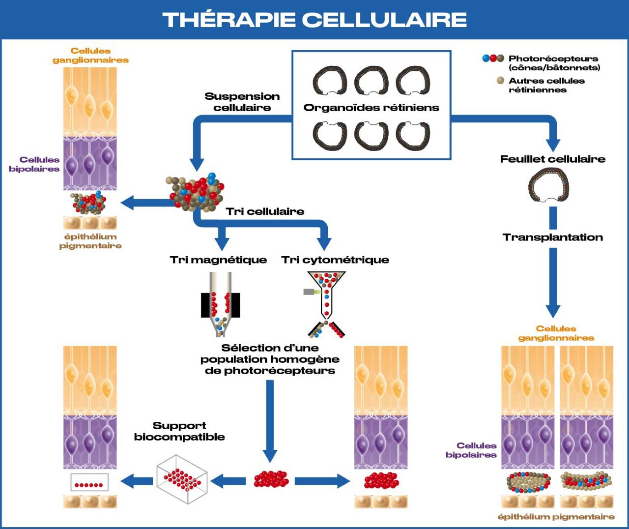 Schéma du processus de thérapie cellulaire