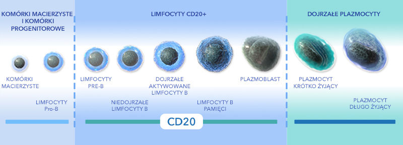 Prezentacja graficzna komórek macierzystych, limfocytów B oraz plazmocytów.