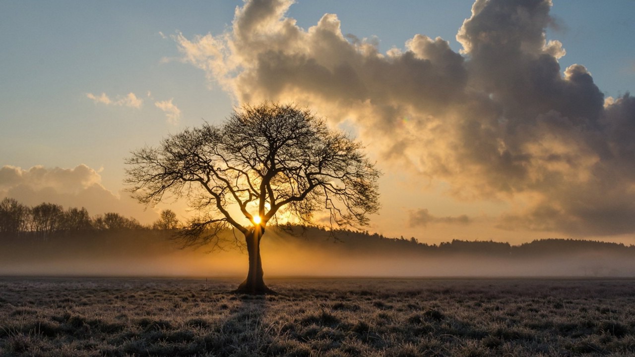 Sonnenuntergang im Herbst mit einer Baumsilouette im Vordergrund