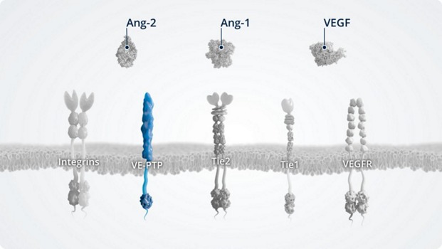 VE-PTP