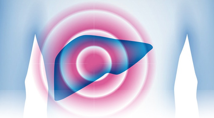 Schematische Darstellung mit Fokus auf eine Leber innerhalb eines Torsos