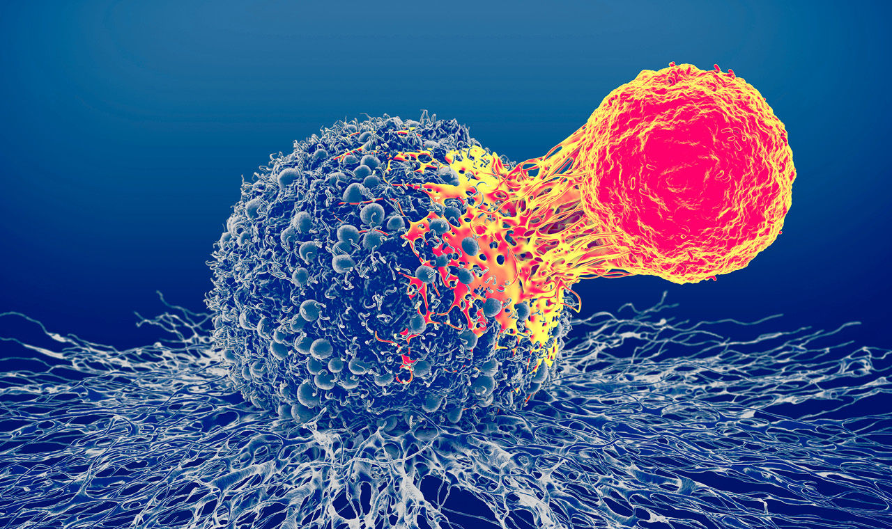 Wirkmechanismus-Darstellung bispezifischer Antikörper bei DLBCL oder FL: T-Zelle im direkten Kontakt mit einer Tumorzelle zur Immunabwehr.