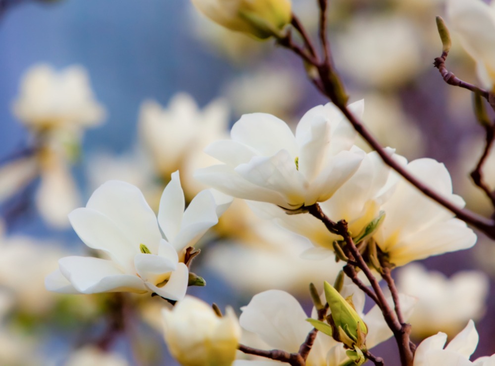 magnolia blossom