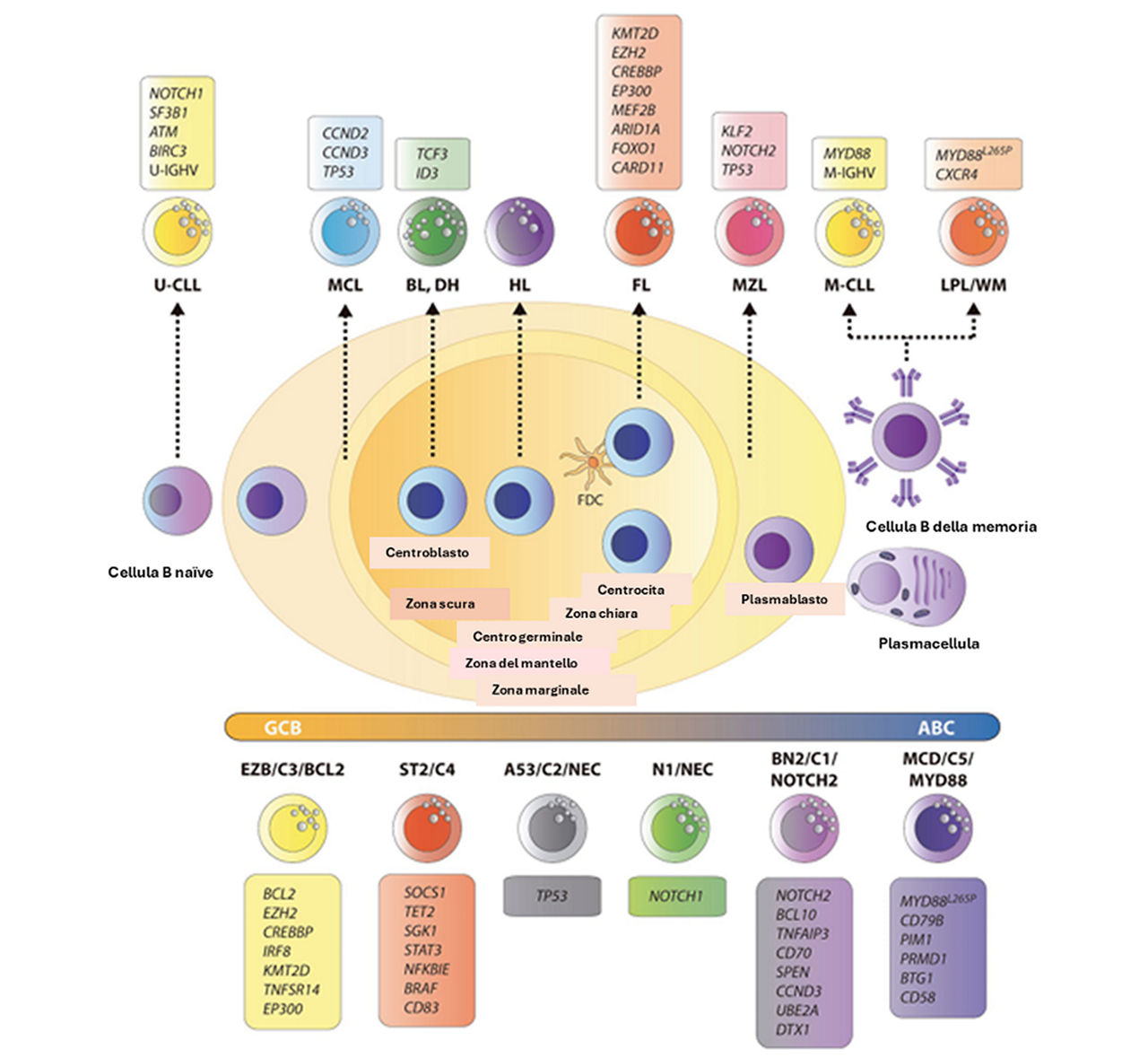 Neoplasie a cellule