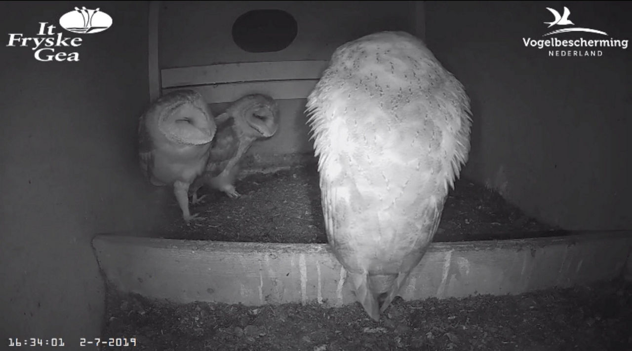 Nestkastje vogelbescherming