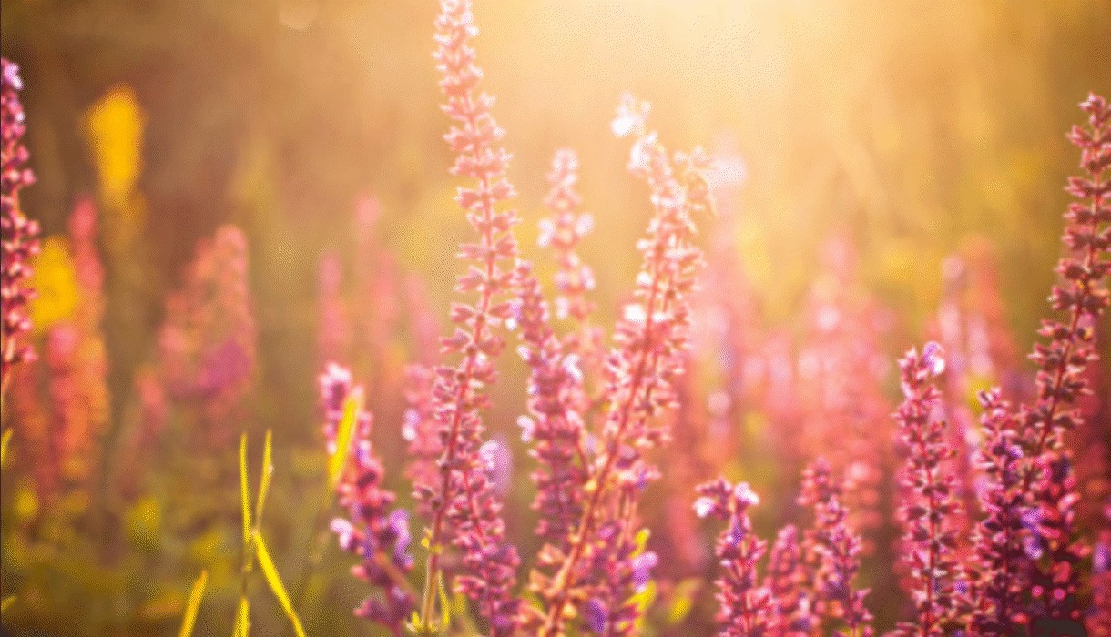 Essentials B-Zell-Forum November 2025