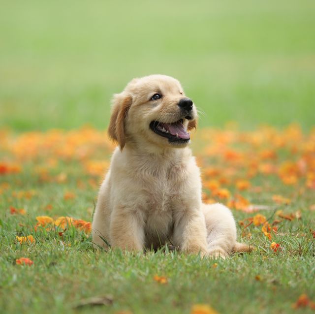 Sweet puppy on a beautiful grassland