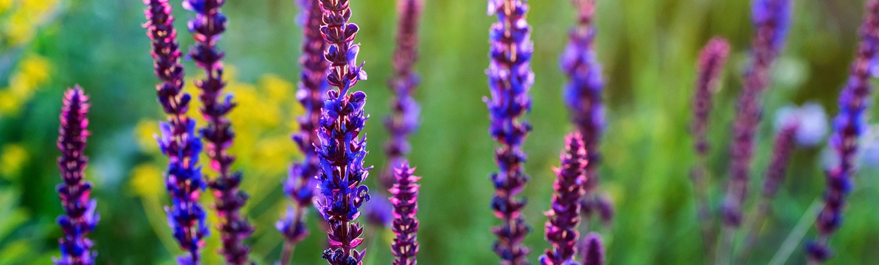 Fresh purple flowers of sage or Salvia divinorum on meadow