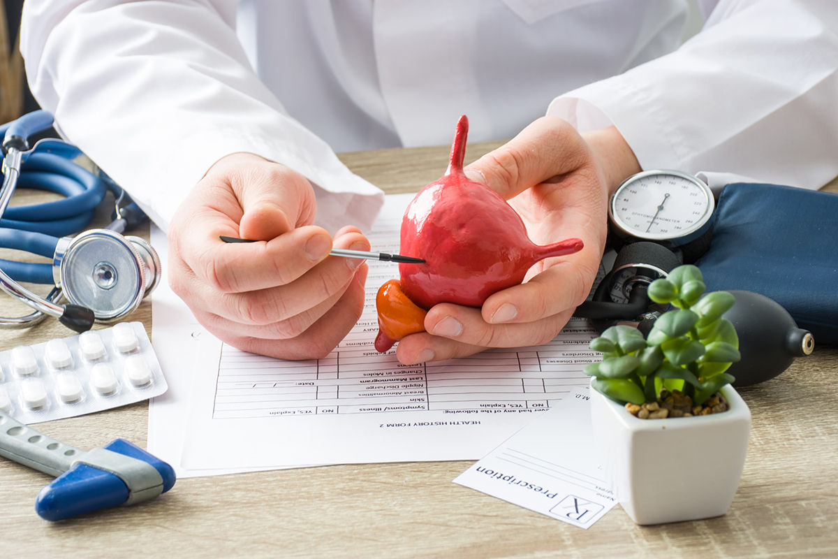 At doctors appointment physician shows to patient shape of urine bladder with focus on hand with organ. Scene explaining patient causes and localization of diseases of bladder and the urinary system