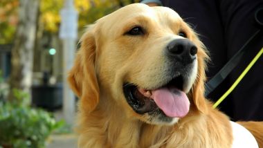 Assistance dog on lead