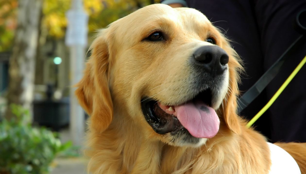 Assistance dog on lead