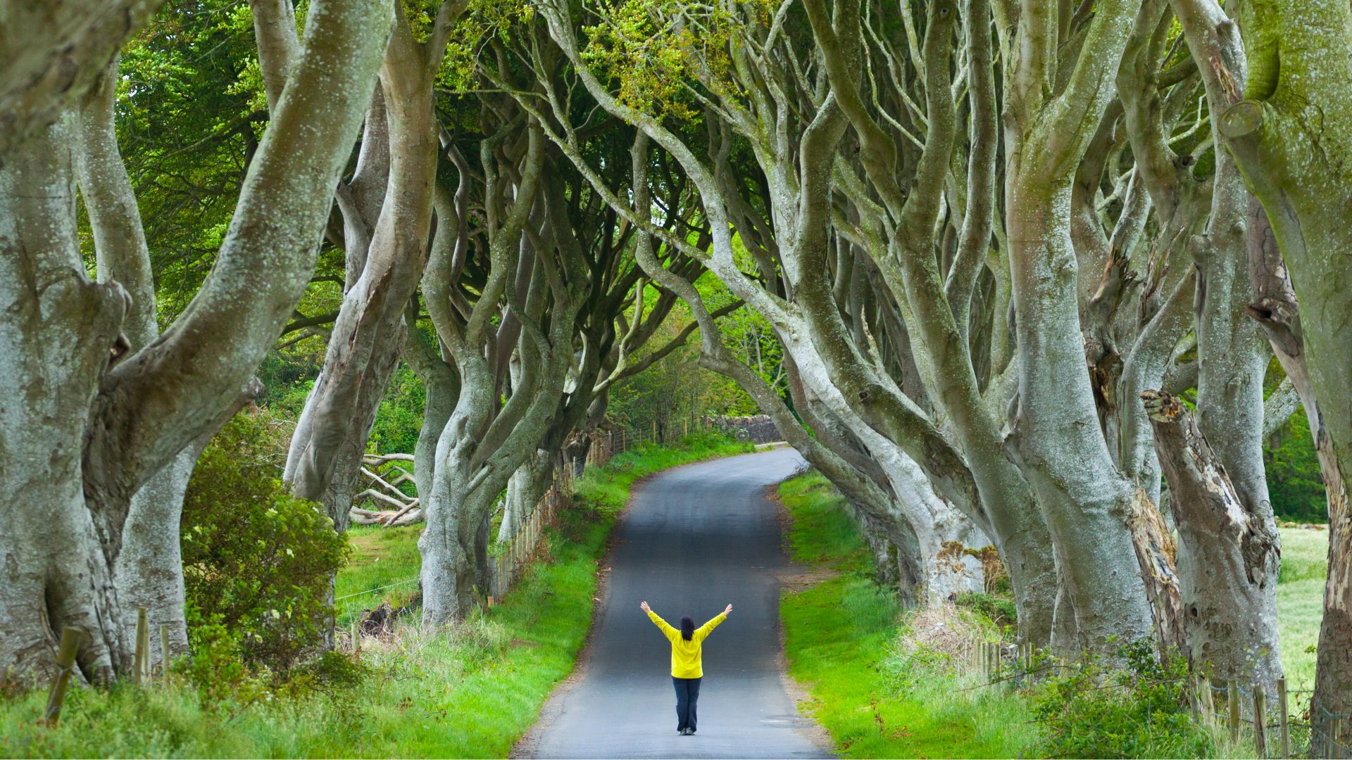 The Dark Hedges, Antrim, Irlande du Nord