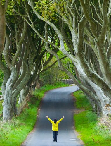 The Dark Hedges. Ballymoney Countryside. Antrim County, Northern Ireland, Europe