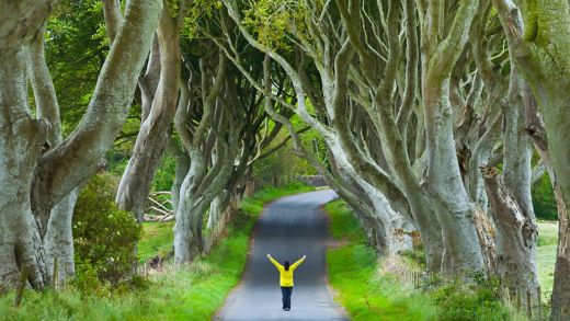 The Dark Hedges. Ballymoney Countryside. Antrim County, Northern Ireland, Europe