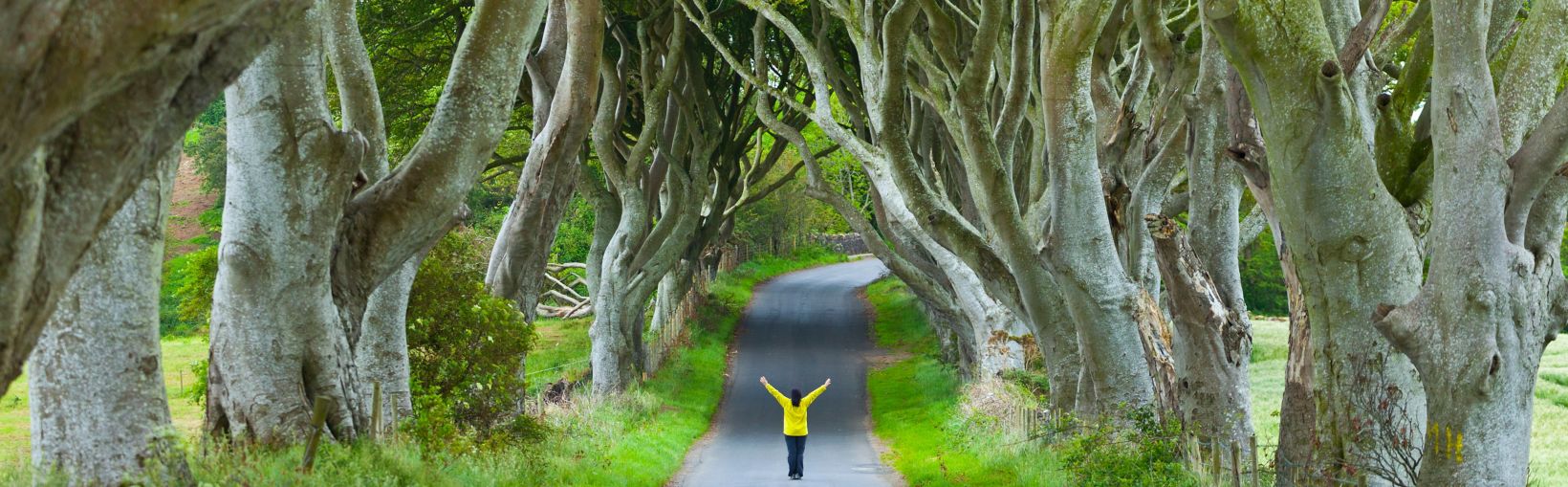 The Dark Hedges. Ballymoney Countryside. Antrim County, Northern Ireland, Europe