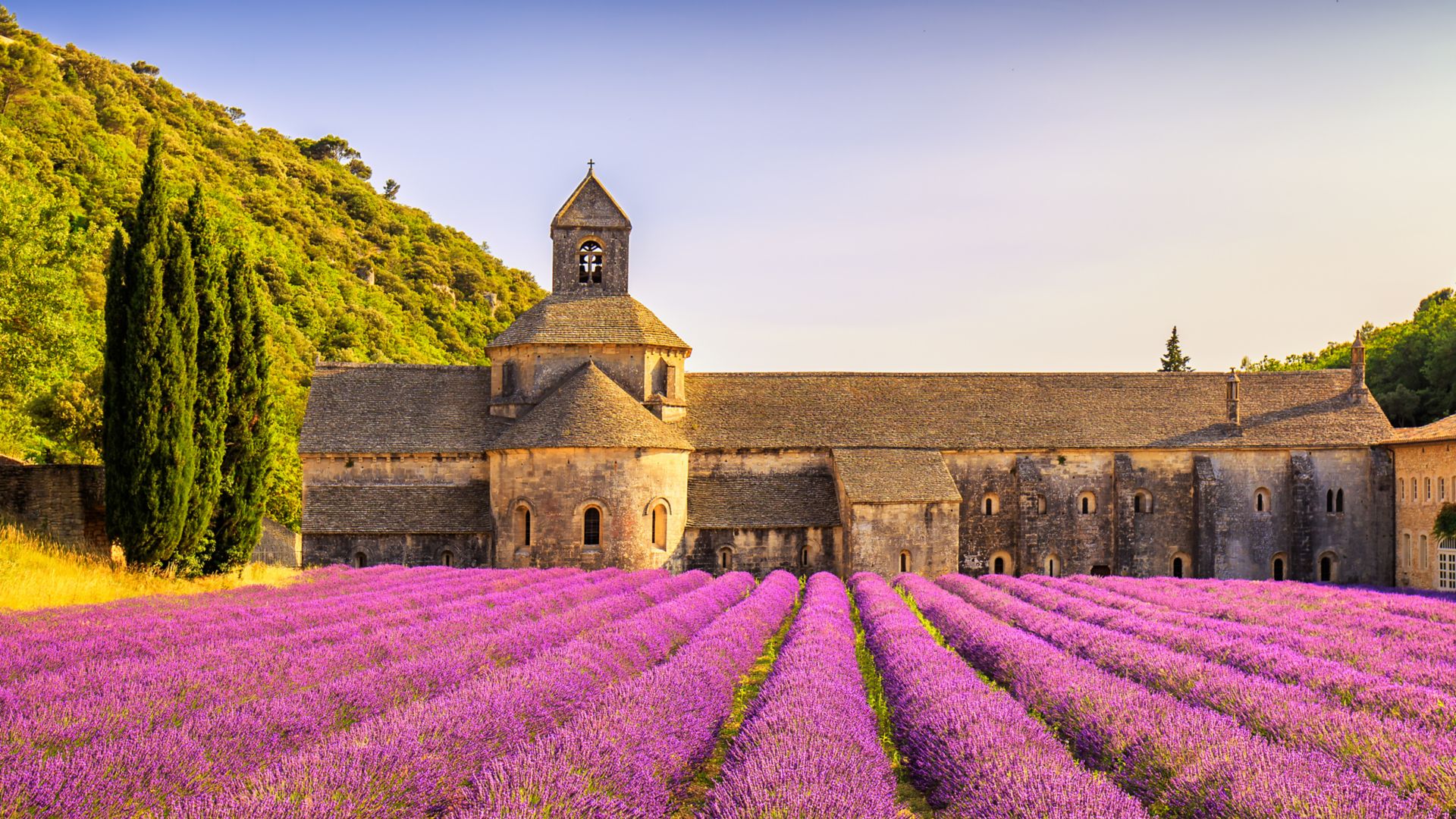 Abbey of Senanque and blooming rows lavender flowers panorama at sunset. Gordes, Luberon, Vaucluse, Provence, France, Europe.