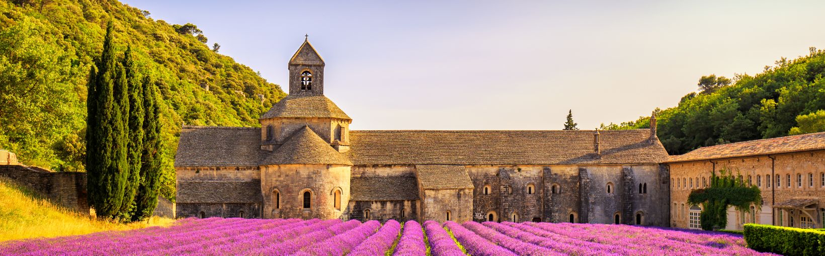 Abbey of Senanque and blooming rows lavender flowers panorama at sunset. Gordes, Luberon, Vaucluse, Provence, France, Europe.