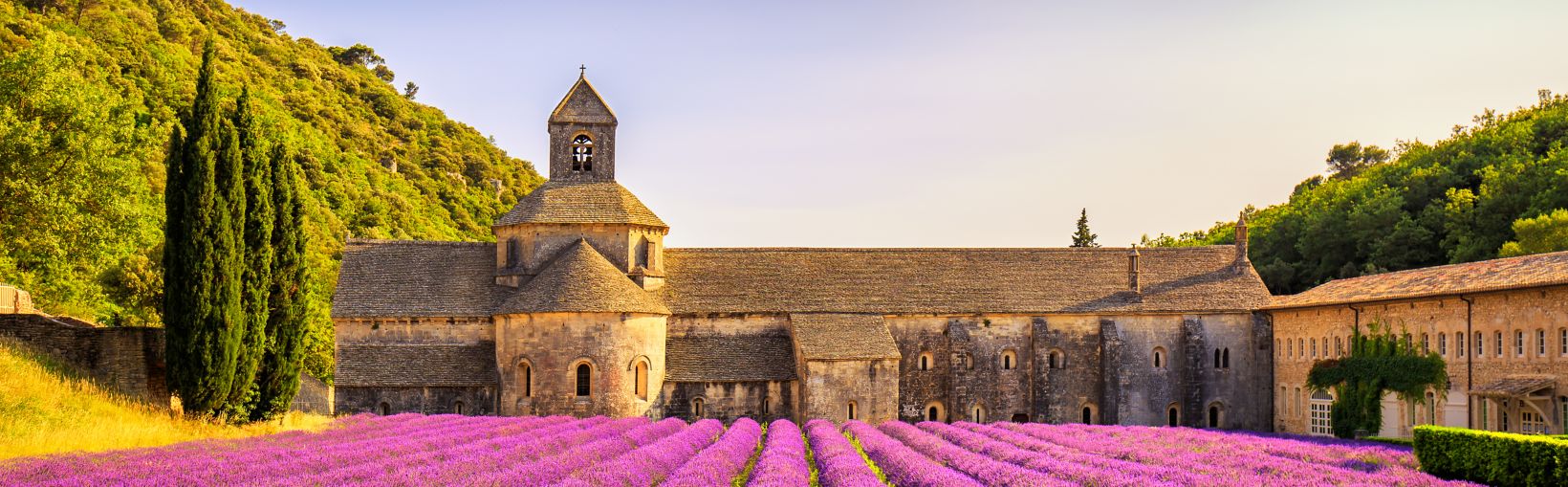Senanko abatija su žydinčių levandų eilėmis Provanse, Prancūzijoje