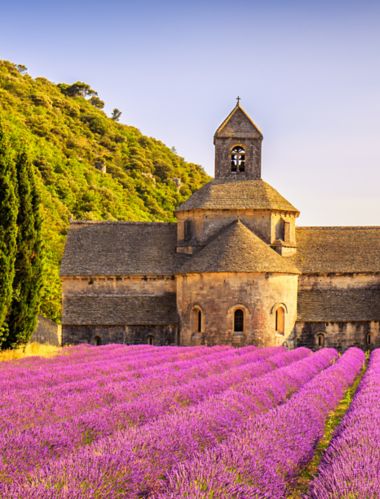 Abbey of Senanque and blooming rows lavender flowers panorama at sunset. Gordes, Luberon, Vaucluse, Provence, France, Europe.