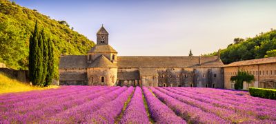 Abbey of Senanque and blooming rows lavender flowers panorama at sunset. Gordes, Luberon, Vaucluse, Provence, France, Europe.