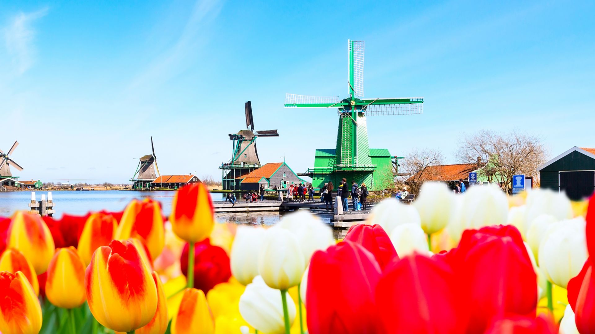 Holland background panoramic banner with tulips and green windmill in traditional village