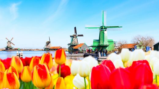Holland background panoramic banner with tulips and green windmill in traditional village