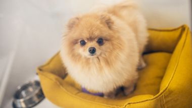 Dog standing in a dog bed in a pet friendly cabin onboard a Stena Line ferry