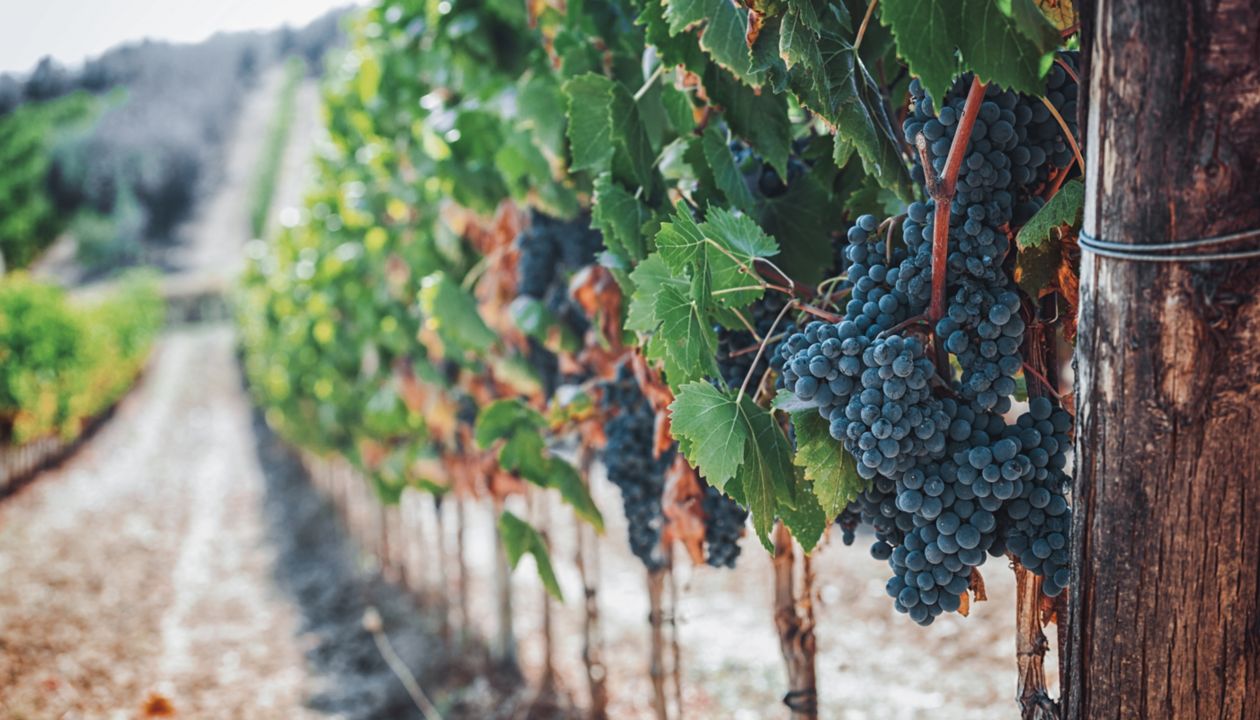 Tuscan vineyard with red grapes ready for harvest.