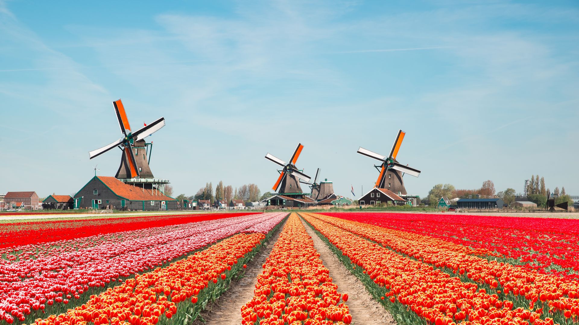 Landscape of Netherlands bouquet of tulips and windmills in the Netherlands.