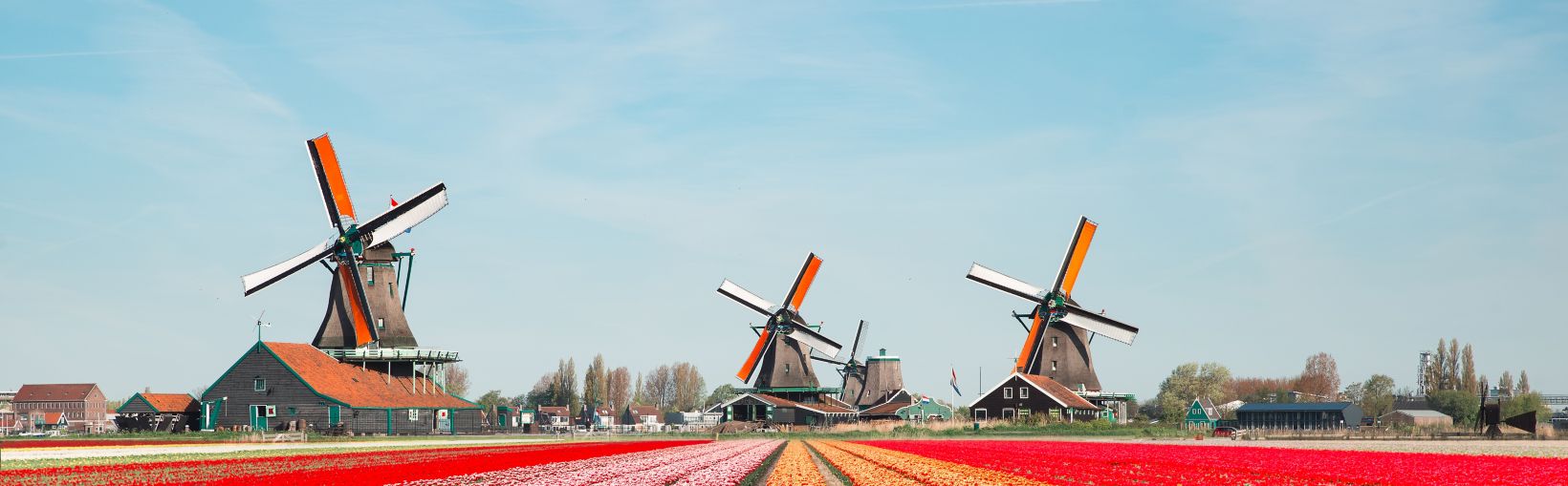 Landscape of Netherlands bouquet of tulips and windmills in the Netherlands.