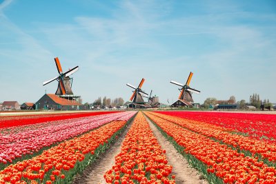 Landscape of Netherlands bouquet of tulips and windmills in the Netherlands.