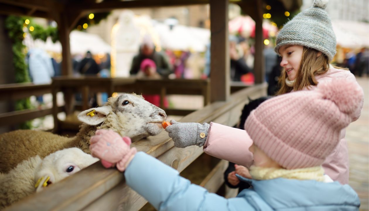 Two cute young sisters having fun feeding sheep in a small petting zoo on traditional Christmas market in Riga, Latvia. Happy winter activities for kids. Feeding holiday animals.