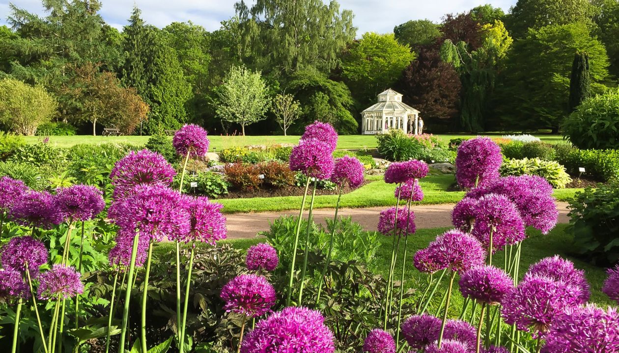 Fiolette blomster i den botaniske hagen i Göteborg