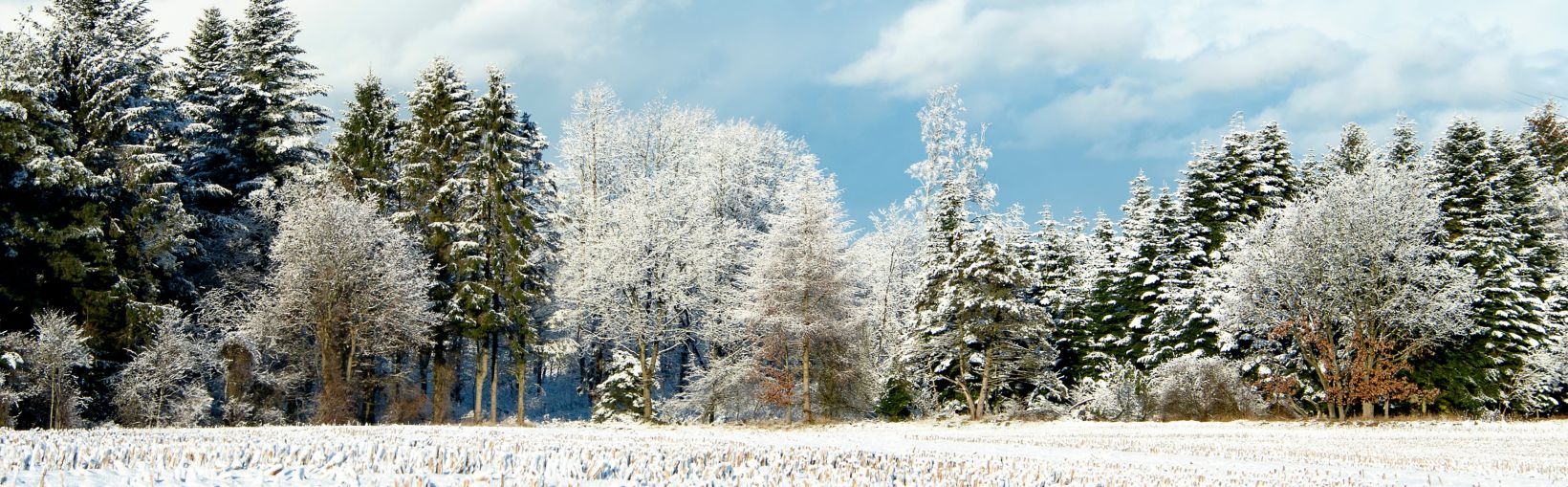 Beautiful trees with frost and snow on a sunny winter day in Scandinavia, North Jutland in Denmark