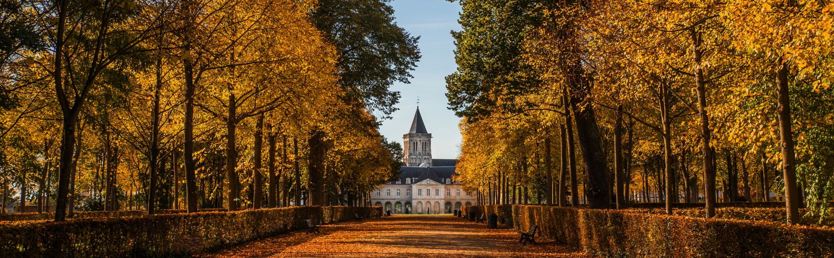 Golden leaves on trees lining a boulevard in Parc d'Ornano, Caen in autumn.