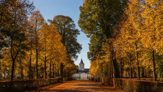 Golden leaves on trees lining a boulevard in Parc d'Ornano, Caen in autumn