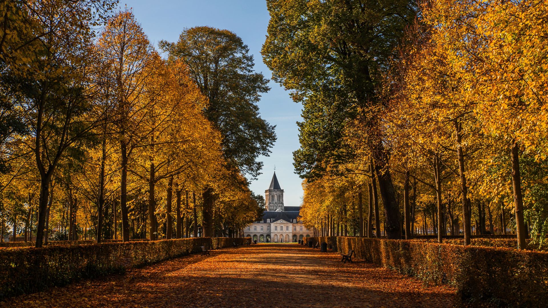 Golden leaves on trees lining a boulevard in Parc d'Ornano, Caen in autumn