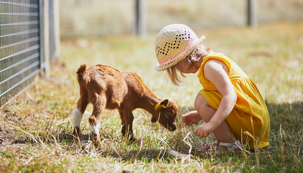 Toddler girl in yellow dress playing with goat