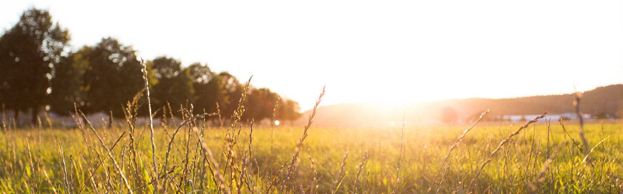 Solstrålar genom äng
