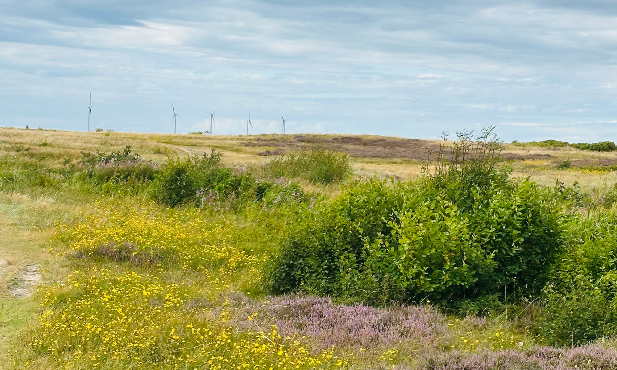 Stora vidsträckta ängar med vindkraftverk i horisonten