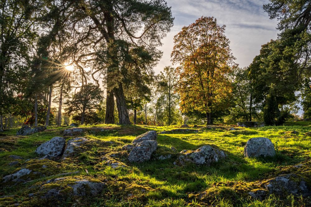 A clearing in the forest where the sun's rays glimpse through the treetops.
