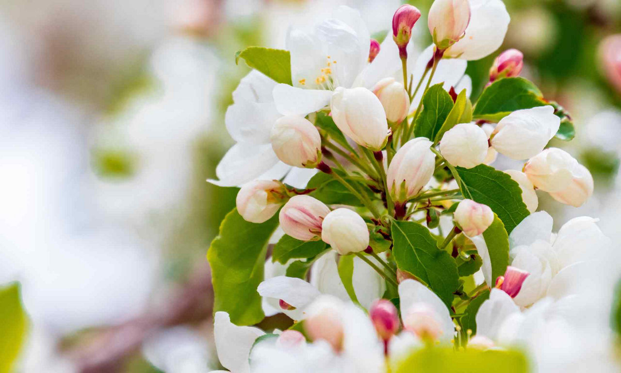 Blomma