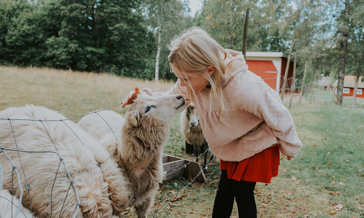 Barn klappar på ett lamm