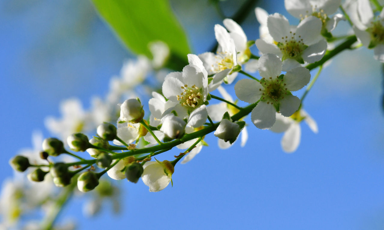 Blomma